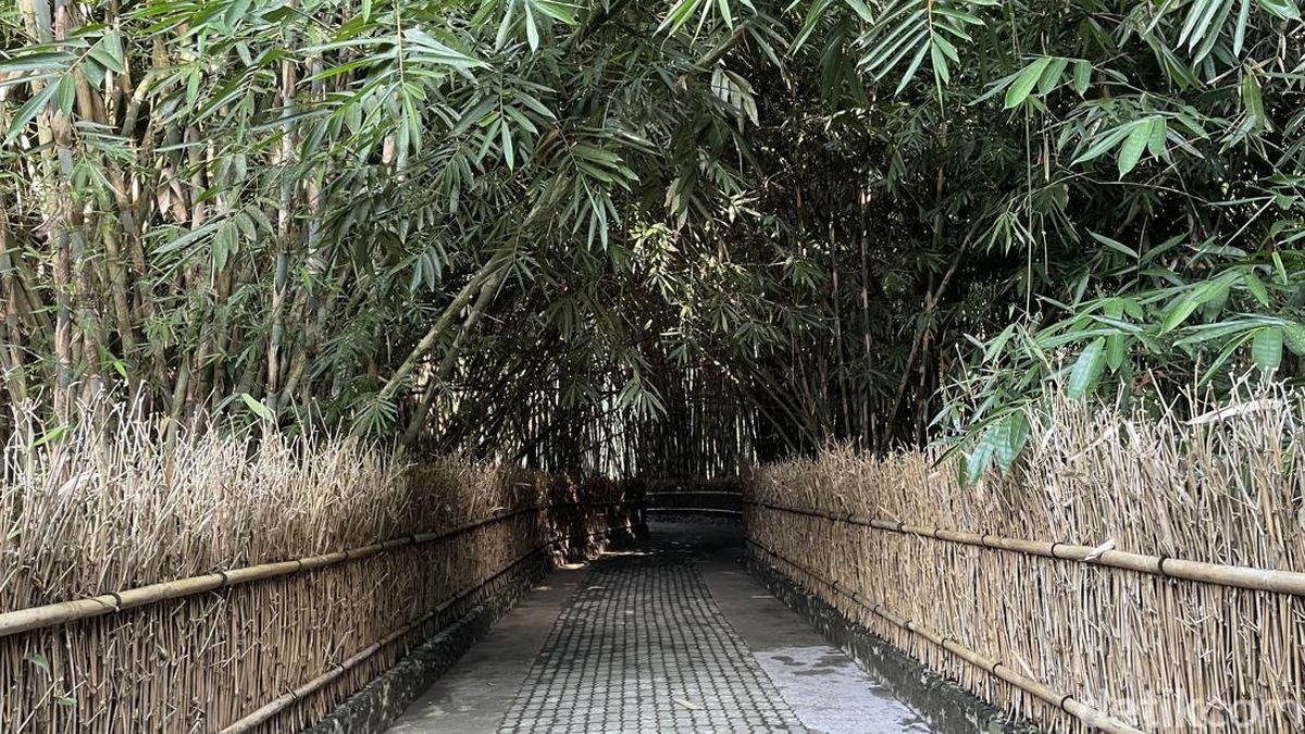 Jalan di Hutan Bambu