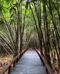 Jalan setapak kayu di hutan bambu